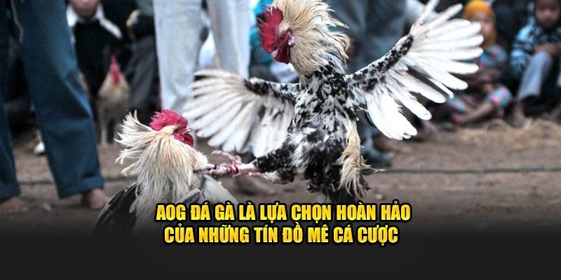 AOG - Lựa chọn số 1 cho những ai muốn chơi đá gà